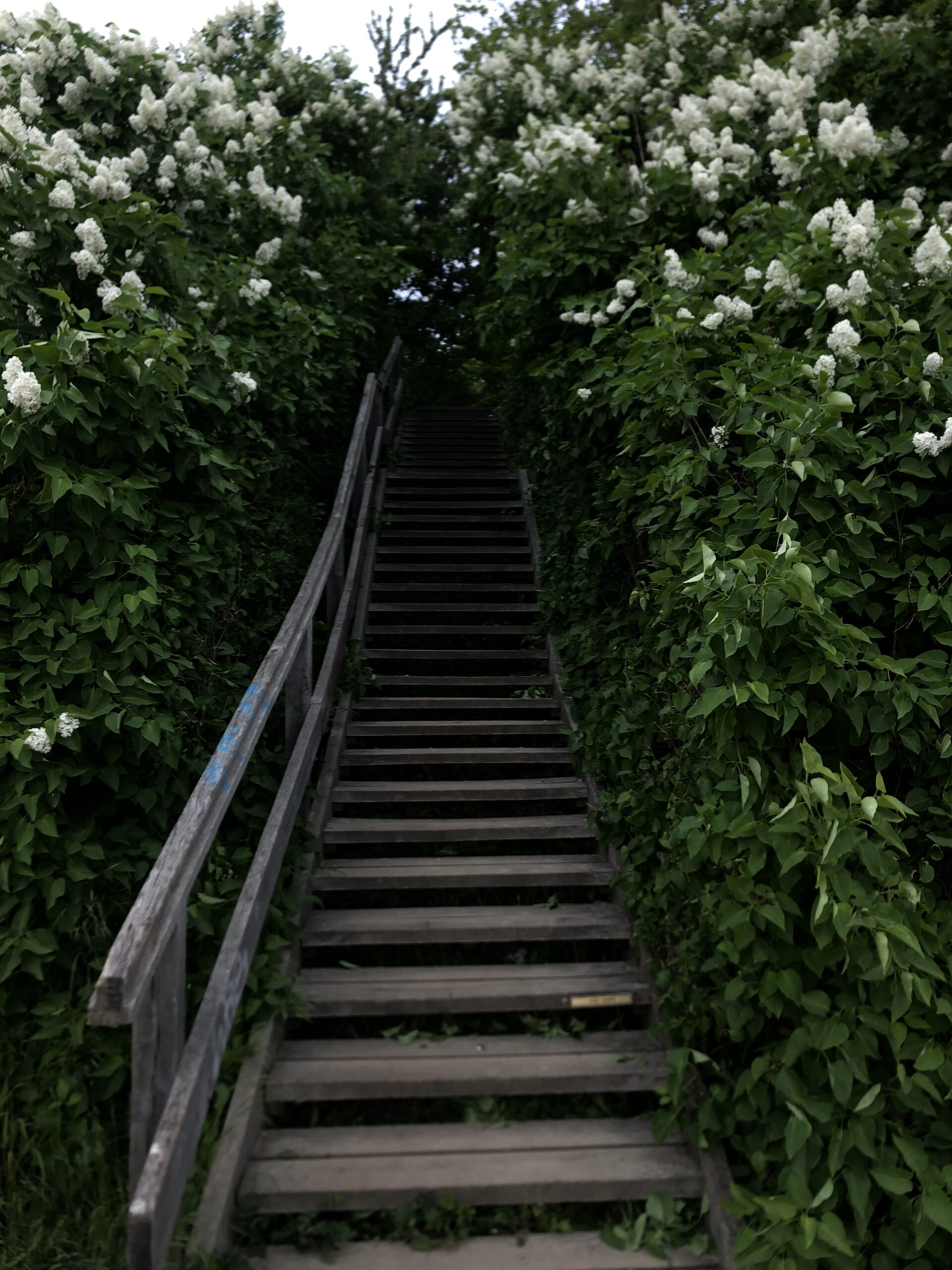 En hyldest til byens blomstertræer